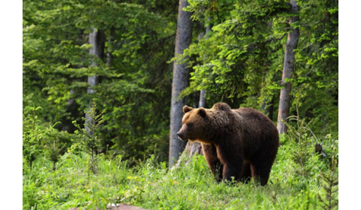 Fotka pre článok Zásahový tím pre medveďa hnedého